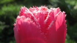 Tulpė