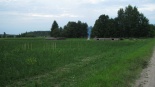 Džiunglynas
