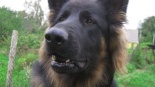 Toris
